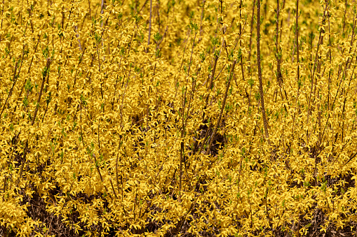 Forsythia  flowers. Golden Bell, Border Forsythia (Forsythia x intermedia, europaea) blooming in spring