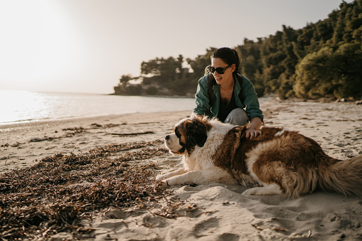 Young woman crouching and stroking her Saint Bernard dog on the sandy beach at springtime