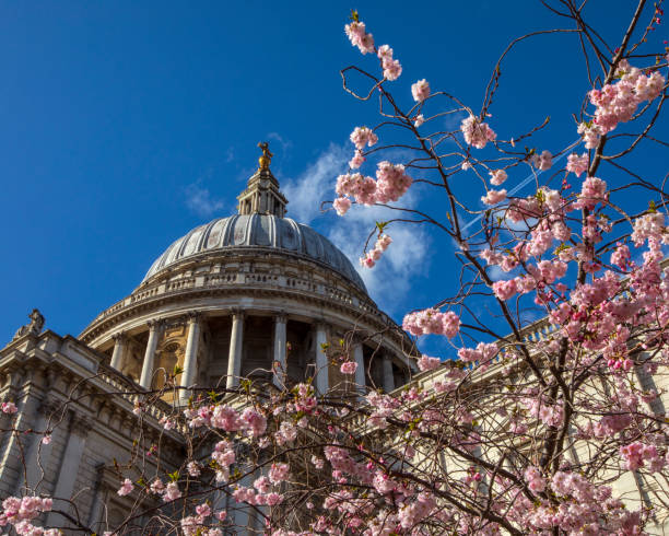 istock Blossom Tree and St. Pauls Cathedral in London, UK 1394565096