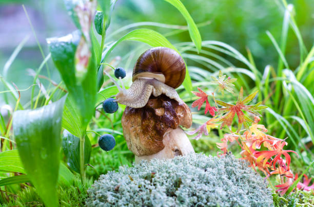 A large snail sits on a bitten mushroom on a defocused natural background. Selective Focus stock photo