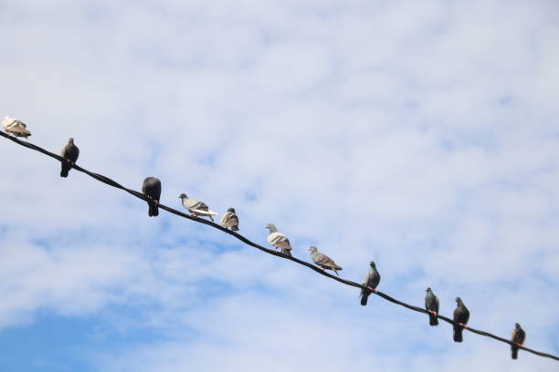 istock Pigeons group on cable wire and white sky. 1394566754
