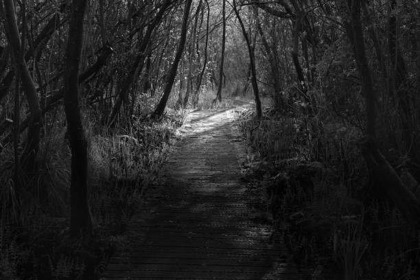 istock Destination. Boardwalk through sunny woodland. Mono 1394568203