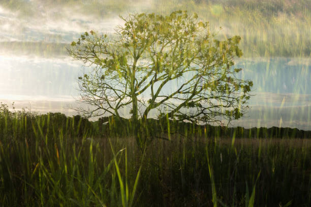 Tree and reeds double exposure-Hickling Broad, June 2017