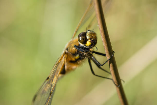 Four spotted chaser dragonfly close up, on reed- Hickling Broad, June 2017