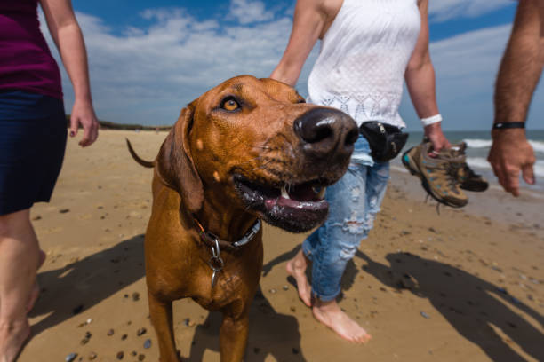 Beautiful fashionable young girl having fun on the beach barefoot with her dog