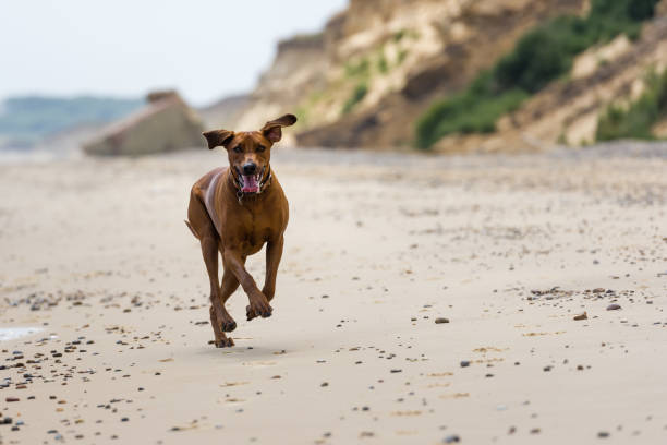 istock Doggy day at the beach VII 1394568491