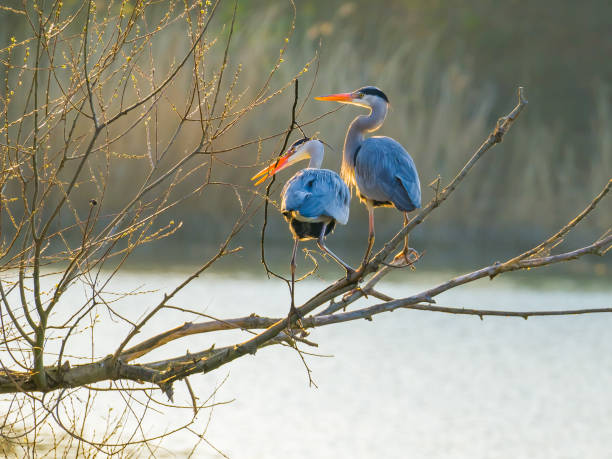 Two herons on the big branch over water