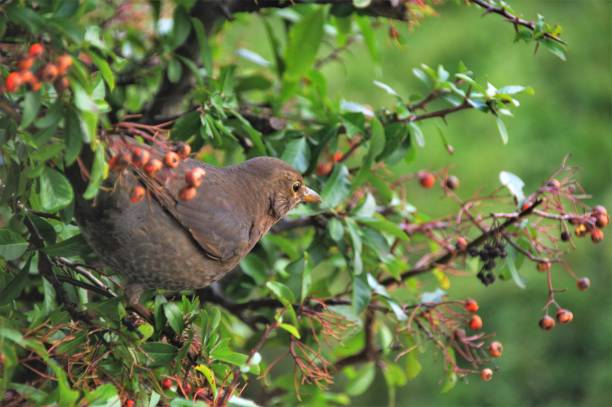 Female blackbird searching for berries