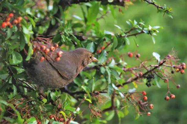 Female blackbird in bush searching fot berries