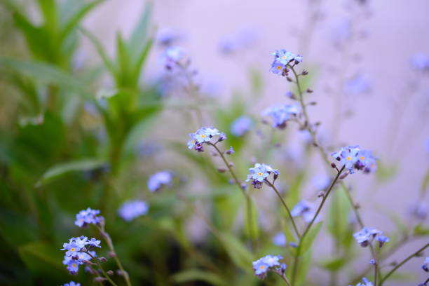 istock Flowering Forgot-me-not against a white green background 1394571851