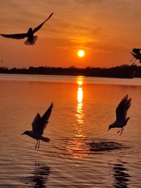 istock seagulls flying around during golden sunset 1394572086