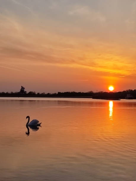 istock two swan in the water during sunset 1394572103