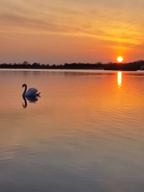 istock two swan in the water during sunset 1394572150