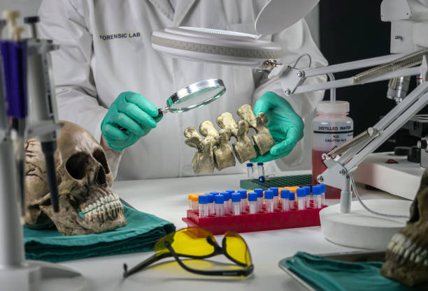Forensic scientist examines human skull of adult male homocide victim to extract DNA, forensic laboratory, conceptual image stock photo