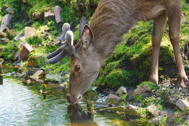 istock The deer drinks water. Den Haag outdoor park. Netherlands. 1394573551