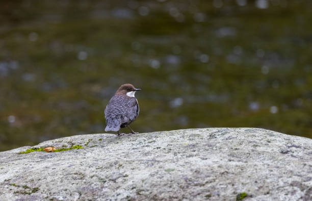 istock White-throated or European Dipper (Cinclus cinclus) Resting on a Large Boulder in a Fast Flowing Stream 1394573667
