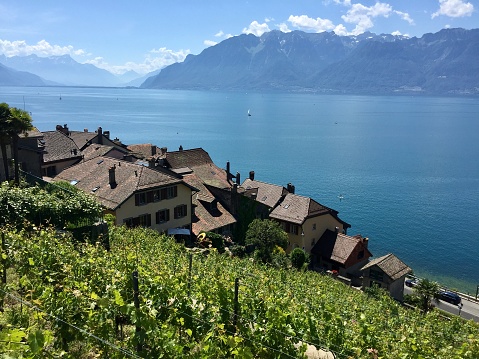 Switzerland- Canton de Vaud - Saint Saphorin- terrasses de Lavaux