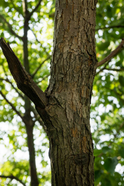 인도 숲에있는 큰 장뇌 나무 (cinnamomum camphora) 일반적인 장뇌 나무 또는 장뇌의 껍질을 클로즈업 샷. - tree resin 뉴스 사진 이미지