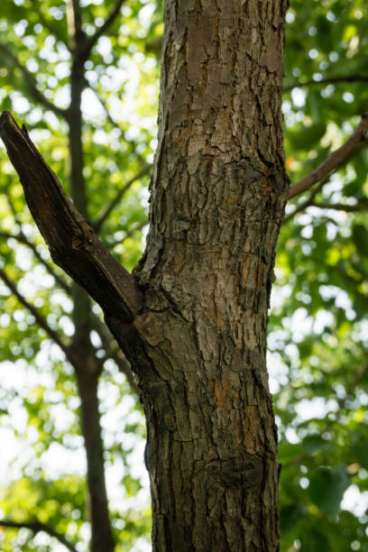 a close up shot of bark of large camphor tree (cinnamomum camphora) common camphor wood or camphor in an indian forest. - tree resin imagens e fotografias de stock