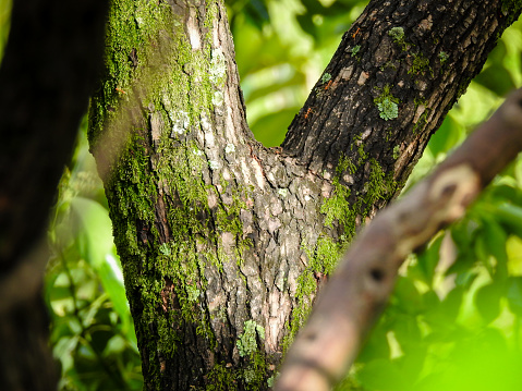 A close up shot of bark of large camphor tree (Cinnamomum camphora) common camphor wood or camphor in an Indian forest.