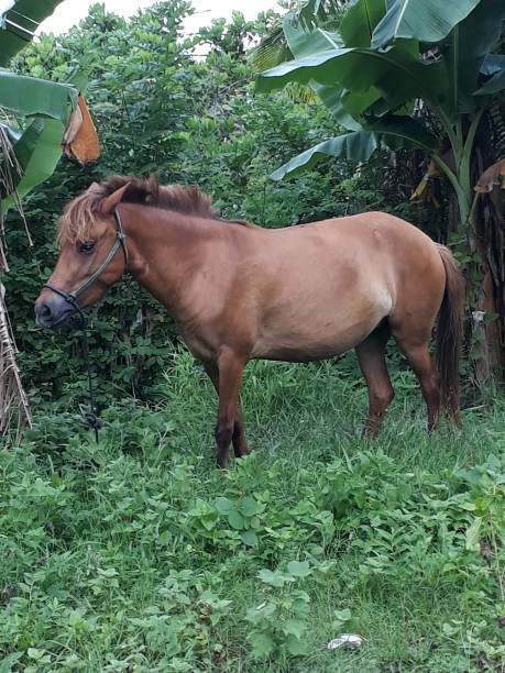 istock brown wild horse enjoying lunch 1394573826