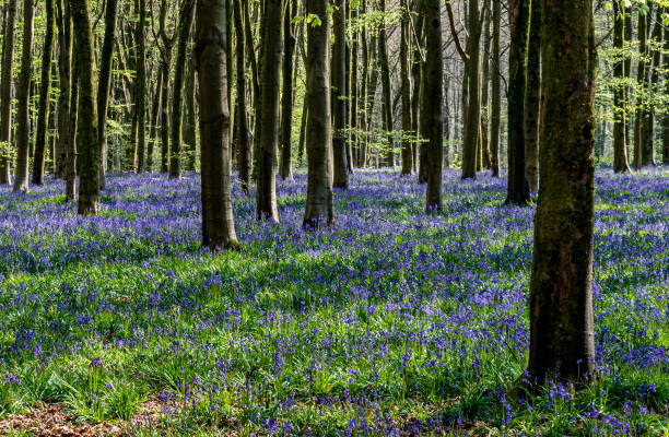 Blue bells in English forest stock photo