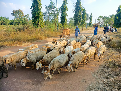 Live stock being walked back to the shelter after a day long grazing activity by the farmers near Mysuru in Karnataka, India.