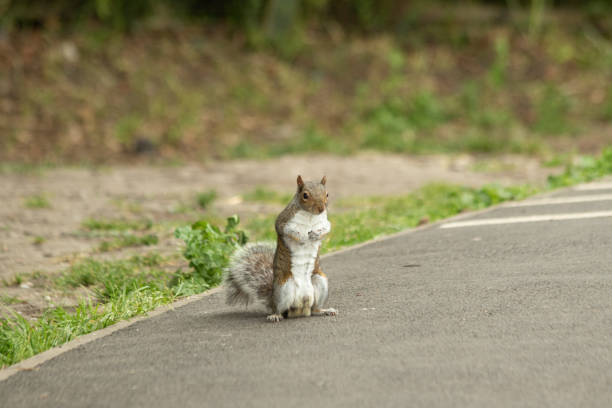 An eastern grey squirrel standing on the road