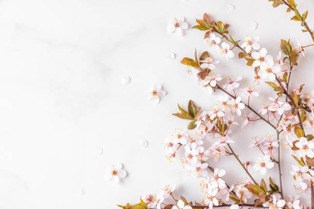 istock spring cherry blossom flowers on white background. top view. flat lay. spring concept 1394585455