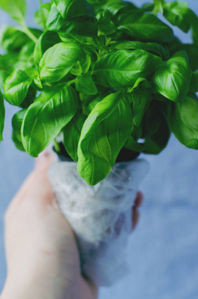 istock Girl holding fresh green basil in her hand 1394585580