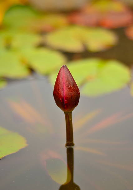 istock Lotus emerge from the water. 139458601