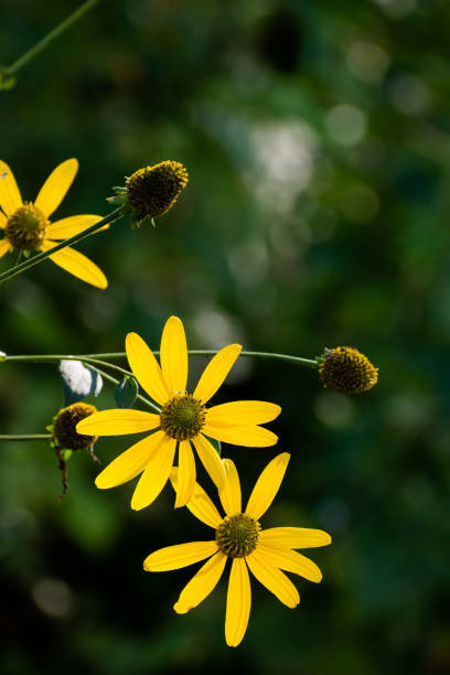 istock Cutleaf coneflower in the summer field 1394587753
