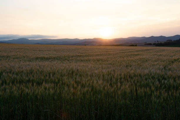istock Wheat field shining in the evening sun 1394591642