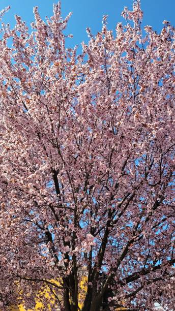 istock Close view of beautiful cherry blossoms 1394593804