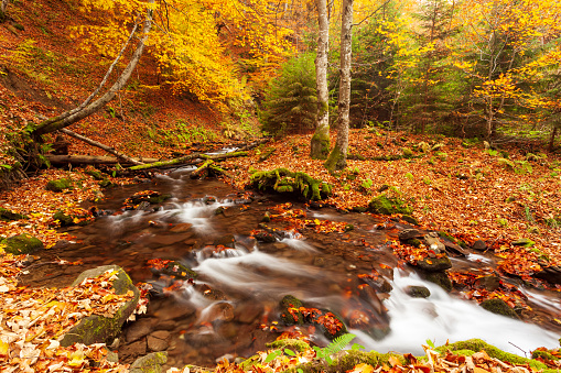 Ukraine. A gentle stream cascades around moss-covered rocks surrounded by trees adorned with autumn foliage in the Carpathians. National Park Shypit Carpathians. Hight quality photo.