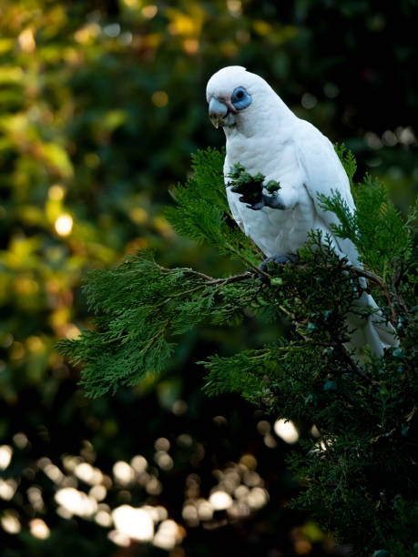 istock Wild Corella (Licmetis) feasting on a tree branch in late afternoon 1394595692