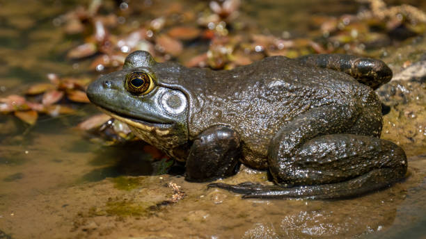 istock Bullfrog Bull frog in the pond 1394595904