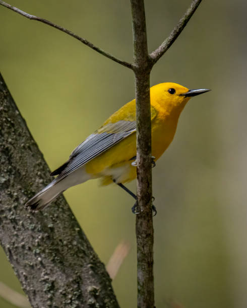 istock Prothonotary Warbler bird on a branch 1394595931