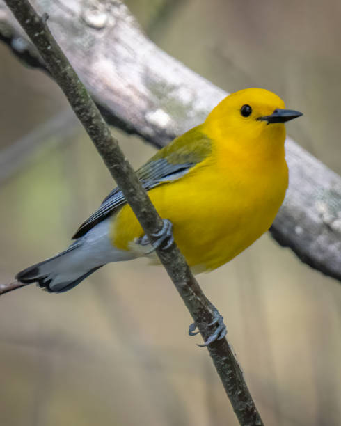 istock Prothonotary Warbler bird on a branch 1394595941