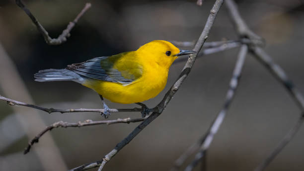 istock Prothonotary Warbler bird on a branch 1394595943