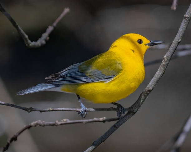 istock Prothonotary Warbler bird on a branch 1394595948