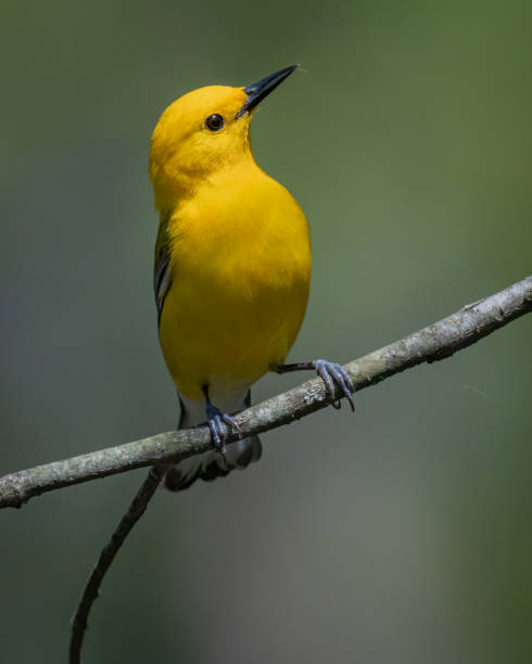 istock Prothonotary Warbler bird on a branch 1394595949