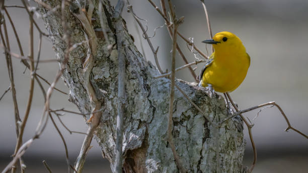 istock Prothonotary Warbler bird on a branch 1394595993