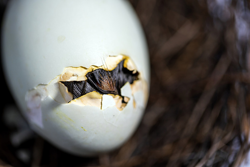 Small duckling hatches from the egg