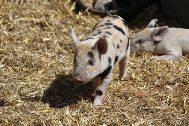 istock A pink piglet with black spots walking through straw towards the camera 1394600482