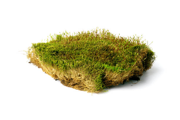 istock fresh green moss isolated on white background 1394600960