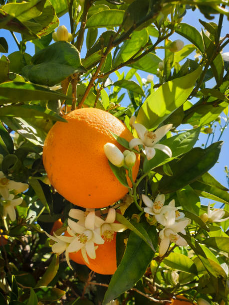 istock White flowers on orange tree, orange blossom in Valencia, Spain 1394601007