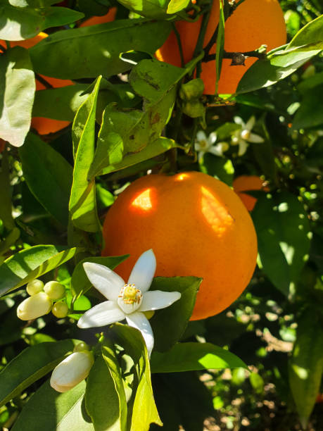 White flowers on orange tree, orange blossom in Valencia, Spain