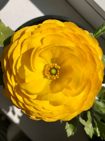 Ranunculus Aviv yellow bloomed on the windowsill and looks like a rose