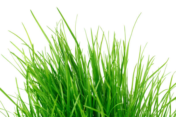 istock green juicy grass isolated on white background 1394601222